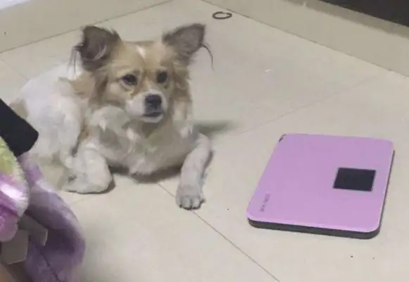 When I bought the fruit, I went home with a puppy, and I saw how it was