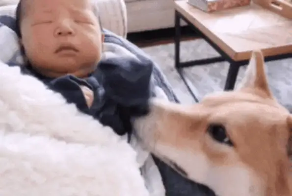 The dog is only three years old, but the baby is red, master: more patient than me