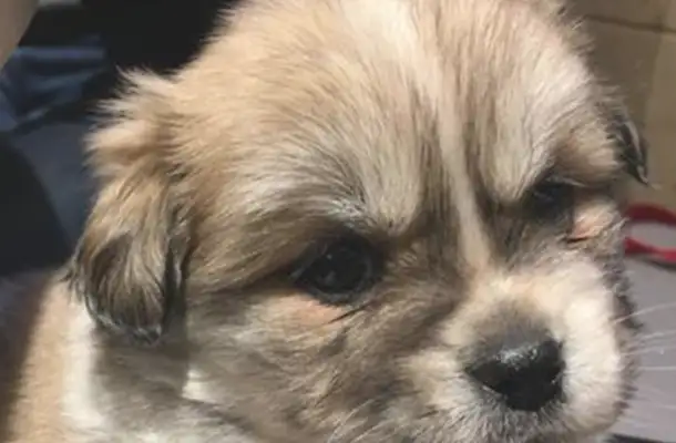 The little stray dog ran around on the road, almost ran over, and the moment she picked up her heart broke