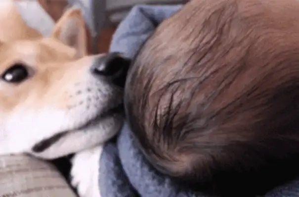 The dog is only three years old, but the baby is red, master: more patient than me