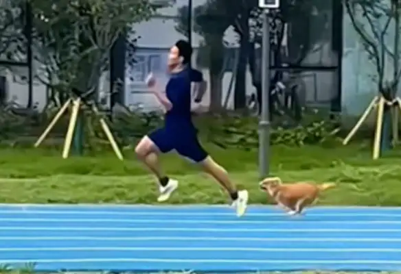 Dogs and firefighters race from back to the top of the finish line