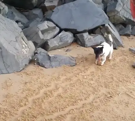 Dogs paint with stones, hold rocks, and other animals can't follow
