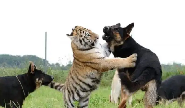 In order to stimulate the animal nature of the tiger, the breeder locked the dog in and looked the next day: too hot