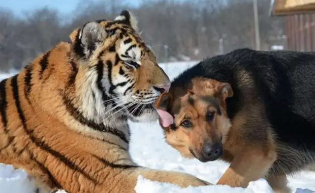 In order to stimulate the animal nature of the tiger, the breeder locked the dog in and looked the next day: too hot