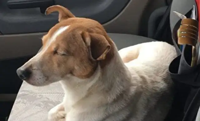 The dog is waiting on the side of the road