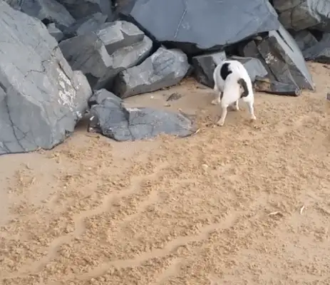 Dogs paint with stones, hold rocks, and other animals can't follow