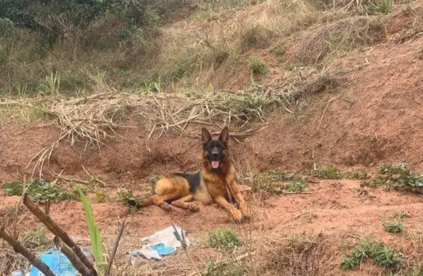 Dejima went to work with the master. He only knew how to play. Let's run. Dog: Can't do it