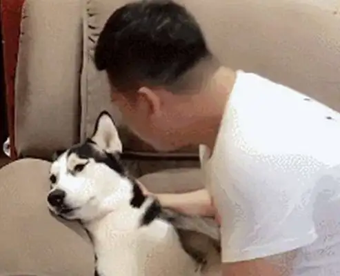 He lays down and sleeps. The master's family kisses him. The dog wakes up and gives him a foot