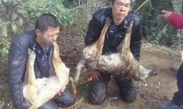 A dog dealer who went into the village to steal a dog was caught by the villagers