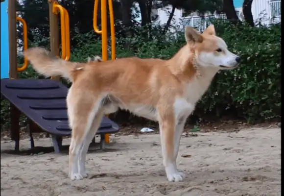 Dogs are abandoned in the park, nice people can play with pet dogs, but they're afraid of the night
