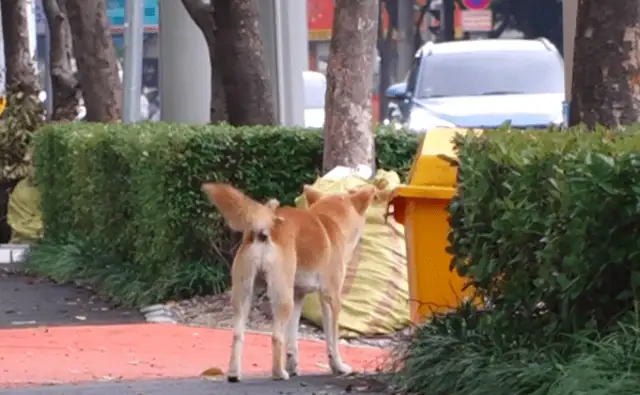 Dogs are abandoned in the park, nice people can play with pet dogs, but they're afraid of the night