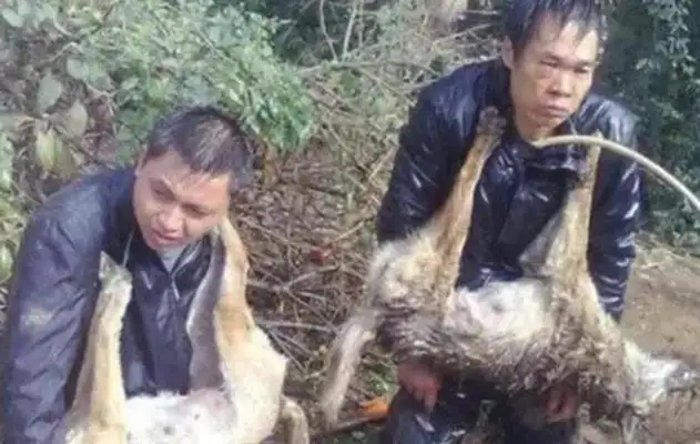 A dog dealer who went into the village to steal a dog was caught by the villagers