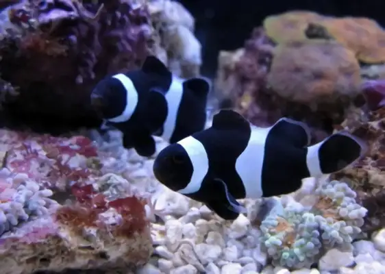 Black and white clown identity information