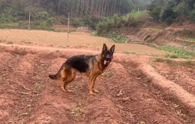 Dejima went to work with the master. He only knew how to play. Let's run. Dog: Can't do it
