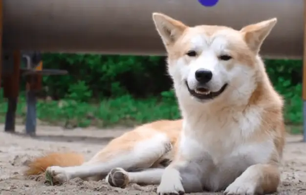 Dogs are abandoned in the park, nice people can play with pet dogs, but they're afraid of the night