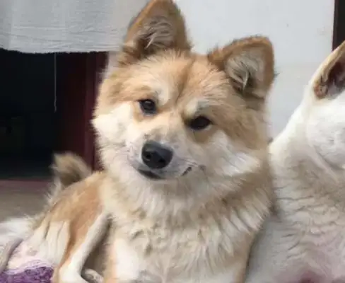 The white dog was in a car accident, the blackboard fell in love and moved