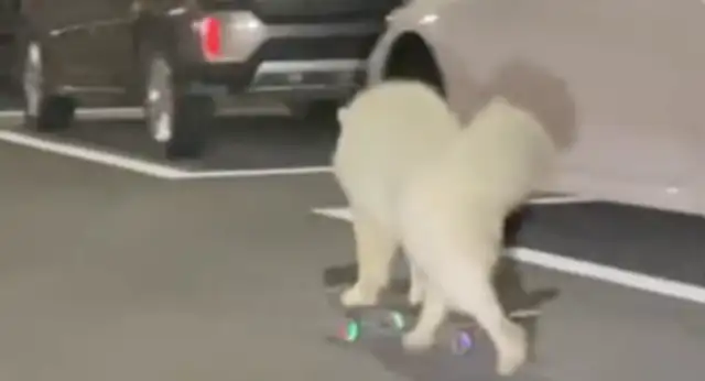 Dogs practice skateboarding on the road. The owner rides an electric car with him