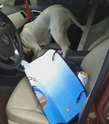 Dogs are so much more sophisticated, they're wearing seat belts for the first time