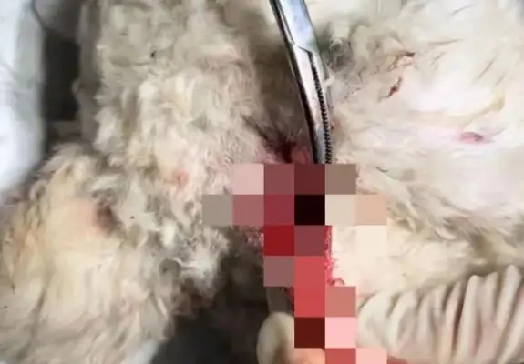 The pear dog who got into school was stabbed in the throat by security
