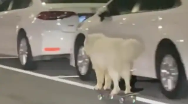 Dogs practice skateboarding on the road. The owner rides an electric car with him