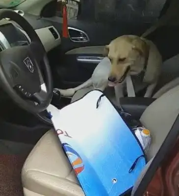 Dogs are so much more sophisticated, they're wearing seat belts for the first time