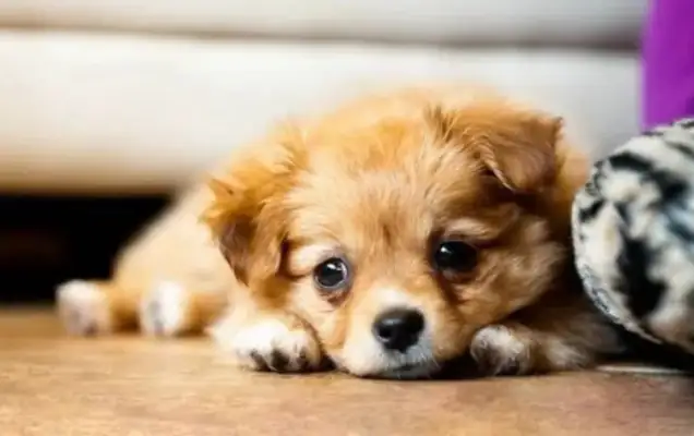 the dog is smiling? read the valium signal. get the dog careful