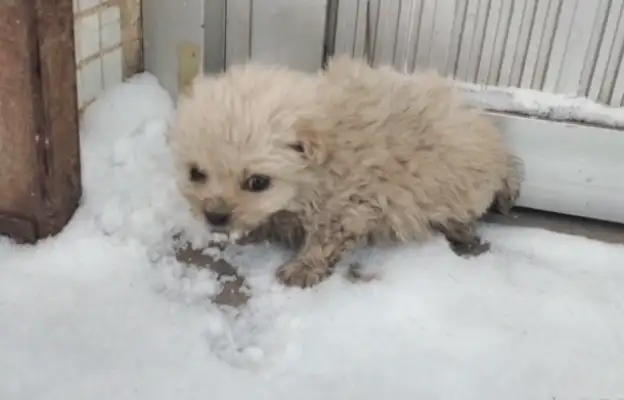 Dogs are abandoned, hungry dogs only lick the snow