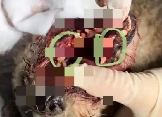 The pear dog who got into school was stabbed in the throat by security