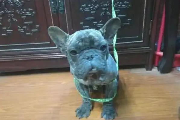 I found an ugly stray dog. I can't believe it's a dog