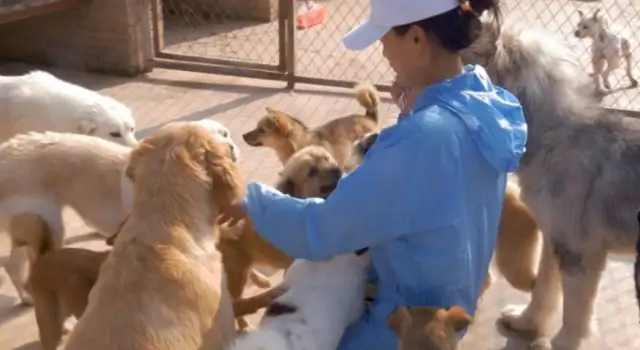 The white dog was in a car accident, the blackboard fell in love and moved