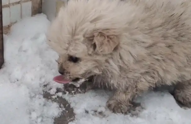 Dogs are abandoned, hungry dogs only lick the snow