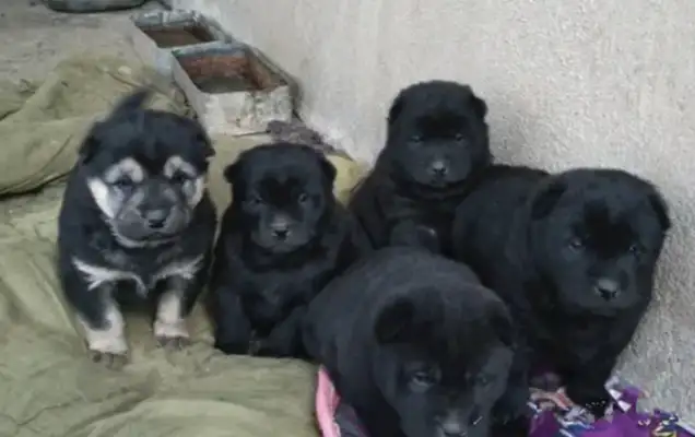 The earth dog gave birth to a son of a bitch, a neighbor saw one of them, but he was excited: I got it