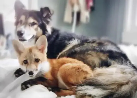 The little fox was raised by a dog, just like a dog