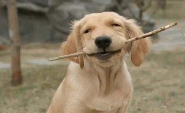 Why do you always say golden hair can't be a police dog? You're probably surprised to answer that