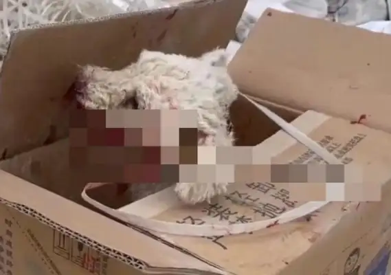 The pear dog who got into school was stabbed in the throat by security