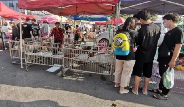 Rural Dog Market is cheap, Henan customers buy the whole car: buy dogs differently