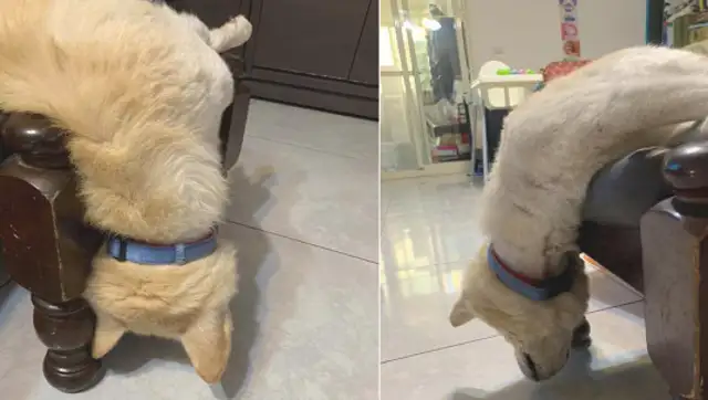 I can't hold you in seduction. 10-year-old dog sleeps strangely