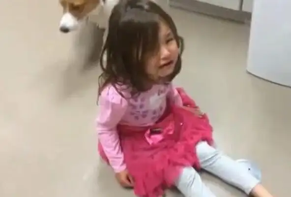 The little girl cried so hard that she bothered the dog, that when it was silently approaching the next second, she looked at the tears!