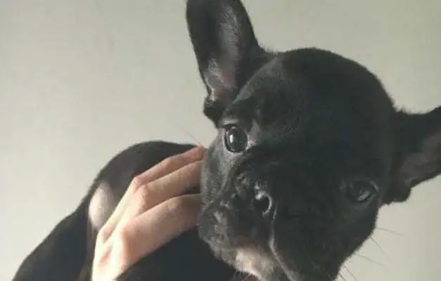 I found an ugly stray dog. I can't believe it's a dog