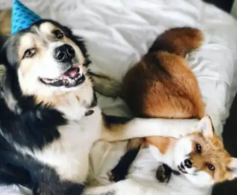 The little fox was raised by a dog, just like a dog