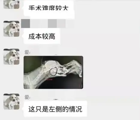 The pear dog who got into school was stabbed in the throat by security