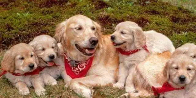 Why do you always say golden hair can't be a police dog? You're probably surprised to answer that