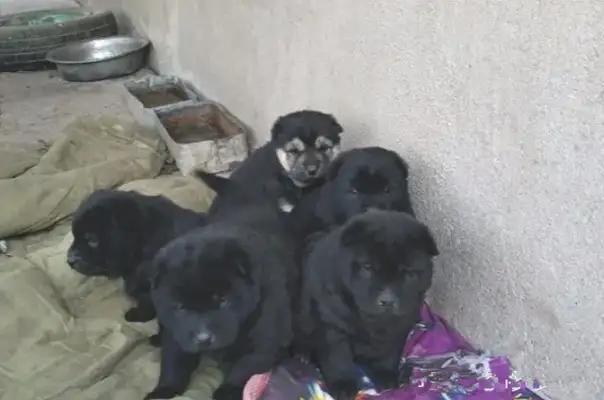 The earth dog gave birth to a son of a bitch, a neighbor saw one of them, but he was excited: I got it
