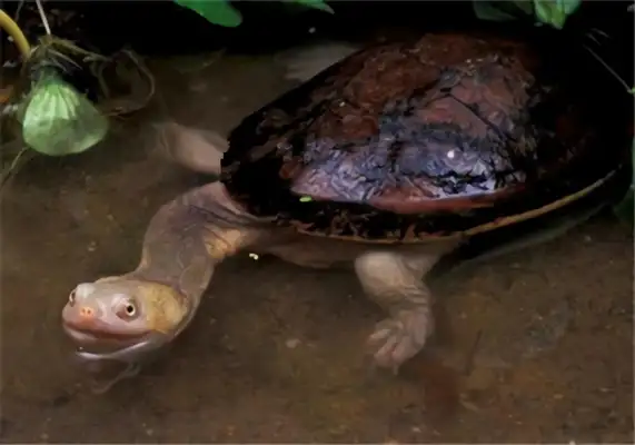 Information on the identity of the snake's neck