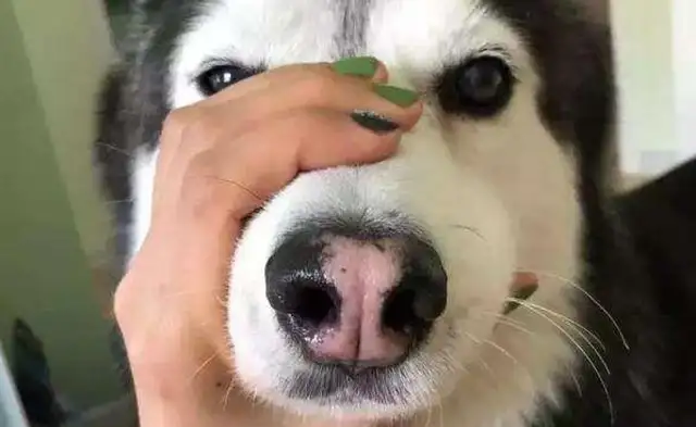 The master was too noisy to let him sleep in his mouth