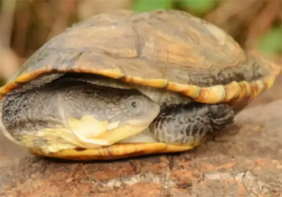 Information on the identity of the snake's neck