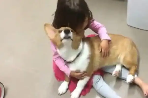 The little girl cried so hard that she bothered the dog, that when it was silently approaching the next second, she looked at the tears!