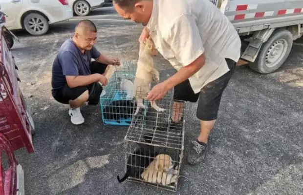 Rural Dog Market is cheap, Henan customers buy the whole car: buy dogs differently