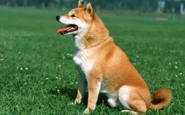 What if a six-year-old dog loses his tooth
