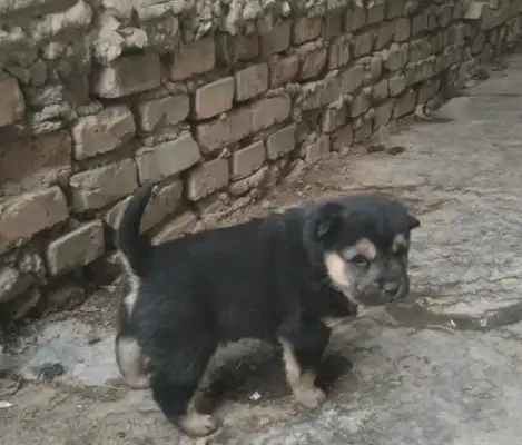 The earth dog gave birth to a son of a bitch, a neighbor saw one of them, but he was excited: I got it